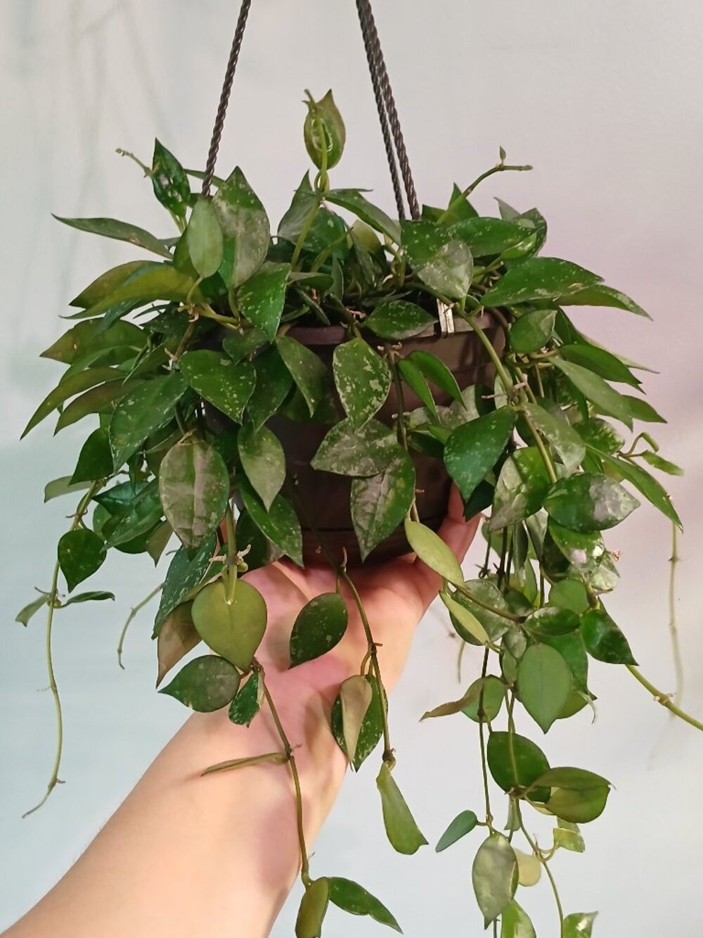 Hoya Lacunosa Splash